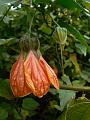 Abutilon x hybridum 'Souvenir de Bonn', Adelaide Botanic Gardens P1080776